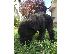 PoulaTo: Giant Schnauzer