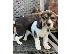 PoulaTo: Κουτάβια Beagle Tricolor./