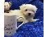 PoulaTo: Δύο κουτάβια Top Class Maltese Available