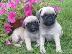 PoulaTo: MOPS