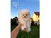PoulaTo: Boo Mini Pomeranian