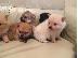 PoulaTo: Pomeranian Puppies προς πώληση