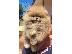 PoulaTo: Pomeranian Boo, καθαρόαιμα κουτάβια