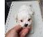 PoulaTo: Maltese toy