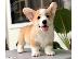 PoulaTo: Όμορφα κουτάβια Pembroke Welsh Corgi για καλό σπίτι