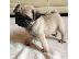 PoulaTo: Ζητείται Παγκ (Pug)