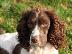 PoulaTo: springel spaniel