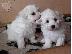 PoulaTo: Bichon Frise κουτάβια