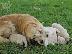 PoulaTo: Όμορφα κουτάβια Golden Retriever προς πώληση