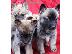 PoulaTo: Ωραία αναζητούν Σιβηρίας Husky Puppies προς πώληση