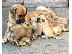 PoulaTo: Πανέμορφα κουτάβια Boerboel,