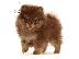 PoulaTo: Pomeranian Boo type - Πομεράνιαν μπου