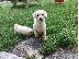 PoulaTo: Όμορφο όμορφο Cavachon