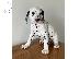 PoulaTo: Dalmatian puppies