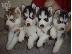 PoulaTo: Πωλούνται κουτάβια Pomsky