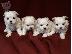 PoulaTo: Μαλτεζ μινι - Maltese puppies