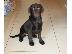 PoulaTo: Υπέροχο Labrador Retriever Pups προς πώληση