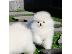 PoulaTo: Καταπληκτικά μικρά κουτάβια Pomeranian!