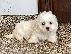PoulaTo: Coton de Tulear - Κοτόν ντε Τουλεάρ
