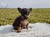 PoulaTo: Pinscher toy