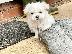 PoulaTo: Maltese mini