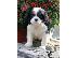 PoulaTo: Χριστουγεννιάτικα κουτάβια Cavalier King Charles Spaniel