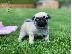 PoulaTo: Pug κουτάβια αρσενικό και θηλυκό