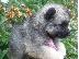 PoulaTo: Keeshond Puppies