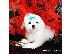 PoulaTo: Δύο κουτάβια Top Class Maltese Available;