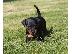 PoulaTo: Μικροστοιχεία Pinscher κουτάβια.