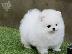 PoulaTo: Αξιολάτρευτο Pomeranian Puppies γενεαλογικό