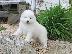 PoulaTo: Πωλούνται όμορφα κουτάβια Samoyed.