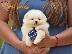 PoulaTo: Pomeranian Boo. Κουτάβι φλιτζάνι τσαγιού