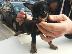 PoulaTo: Pinscher teacup