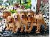 PoulaTo: ωλούνται κουτάβια Golden Retriever