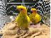 PoulaTo: Αυτά τα όμορφα conures Sun