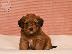 PoulaTo: Havanese Bichon κουτάβια