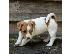 PoulaTo: Φανταστικά κουτάβια Jack Russell Terrier