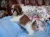 PoulaTo: Ποιότητα Bred οικογένεια Rasied Shih Tzu προς πώληση