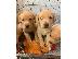 PoulaTo: Κουτάβια Labrador retriever