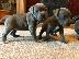 PoulaTo: Κουτάβια Staffordshire Bull Terrier ..