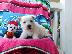 PoulaTo: Κουτάβια West Highland Terrier
