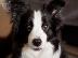 PoulaTo: border collie
