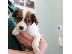 PoulaTo: Jack russell
