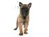 PoulaTo: Malinois – Μαλινουά