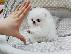 PoulaTo: Σπιτς μινι / pomeranian mini