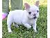 PoulaTo: Γλυκά μικρά κουτάβια Pomeranian