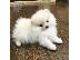 PoulaTo: Pomeranian toy