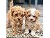 PoulaTo: Όμορφα κουτάβια Cavapoo