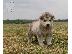 PoulaTo: κουτάβια Alaskan Malamute